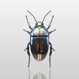 PREMIER Wall Sculpture Large Art Metallic Beetle Sculpture for Modern Interiors PSSS-048-Stainless Steel Sculpture-PREMIER SCULPTURE