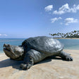 PREMIER Outdoor Bronze Turtle Statue in Alligator Snapping for Backyard, Natural Park or Seaside Beach PSB-210-Bronze Sculpture-PREMIER SCULPTURE