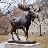 PREMIER Realistic Bronze Sculpture with Walking Moose Design for Campus Lawns, Plazas, Parks, Gardens or Zoo Entrances PSB-191-Bronze Sculpture-PREMIER SCULPTURE